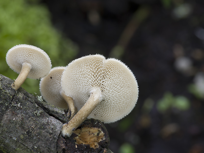 Polyporus arcularius